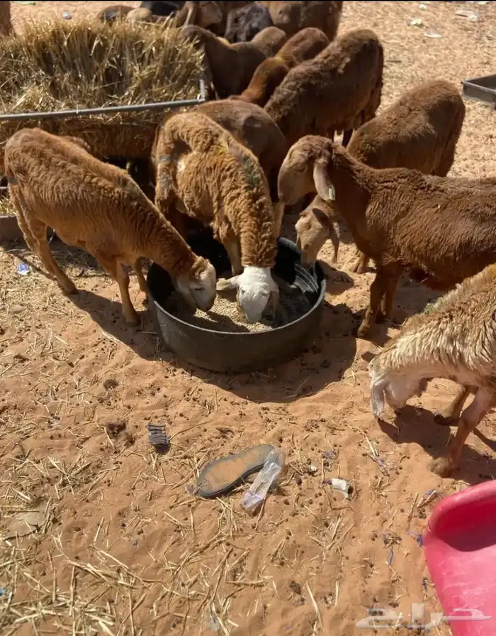 سواكن  التطعيمات. عن جميع الأمراض 0