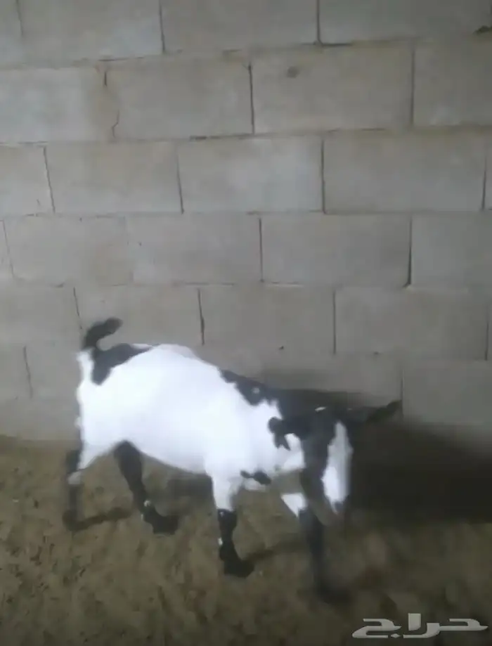 تيس و جفره جنوبيات للبيع 1