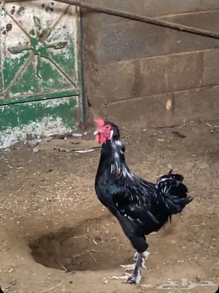 ديك ودجاجه مسروله 0