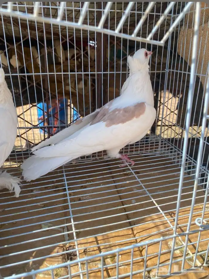 حمام 5