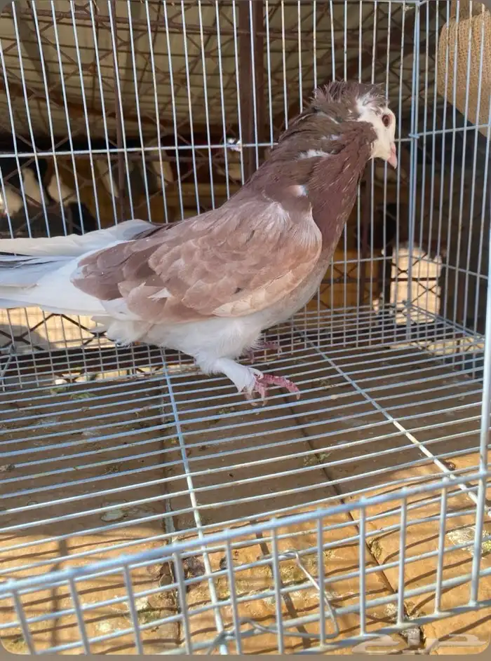 حمام 2