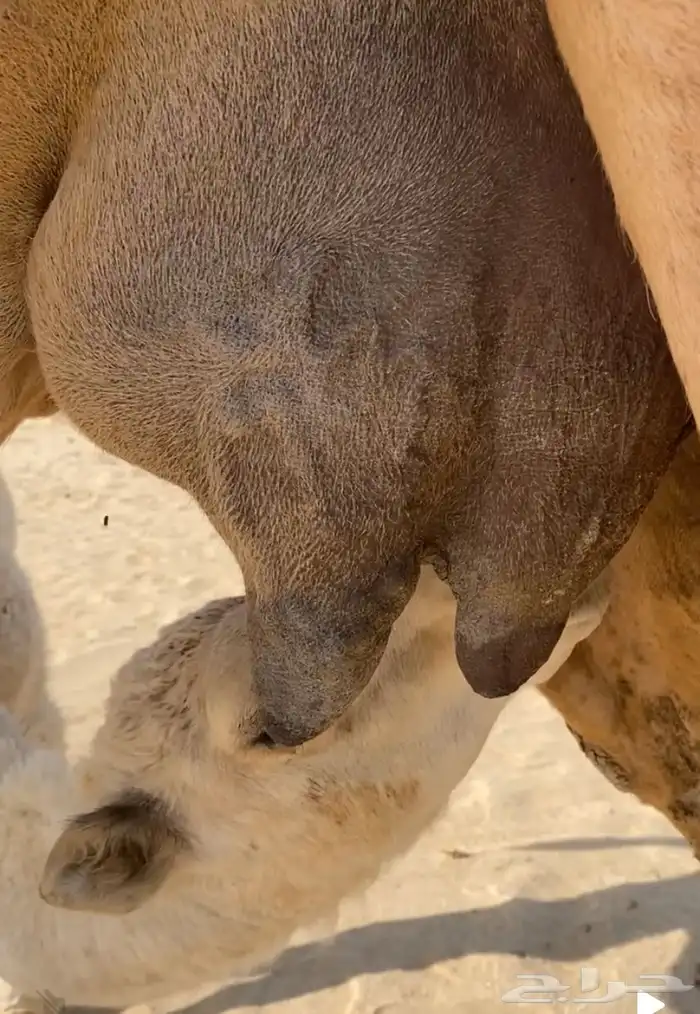 خلفه حمراء حمرا 2