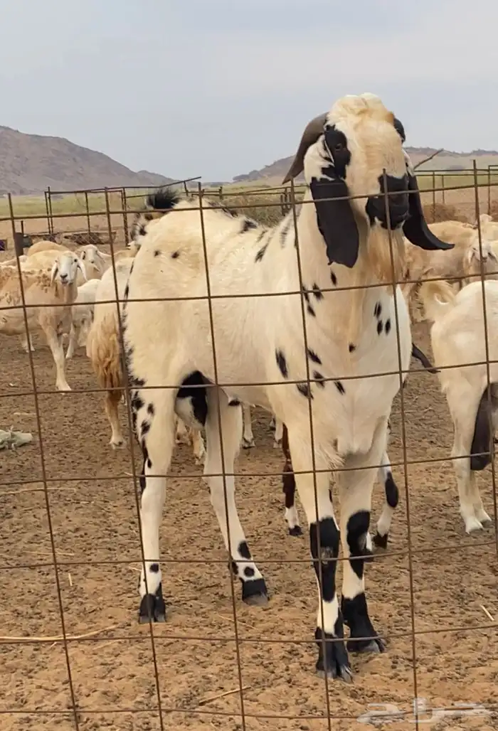 تيش مشروع فحل 2