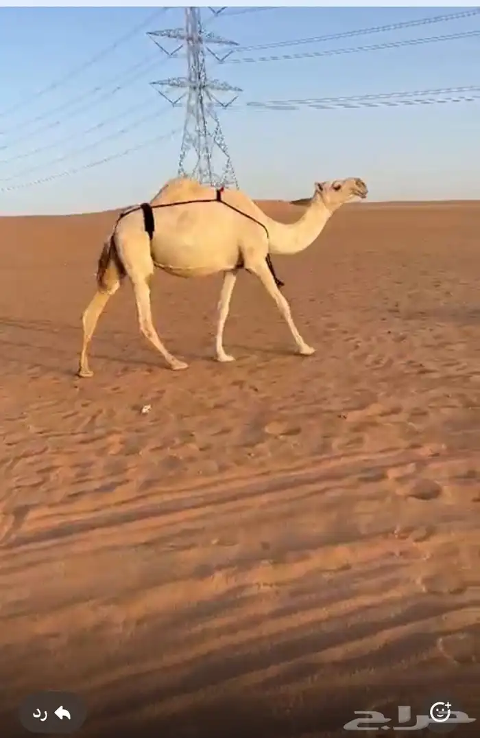 القرنة 1