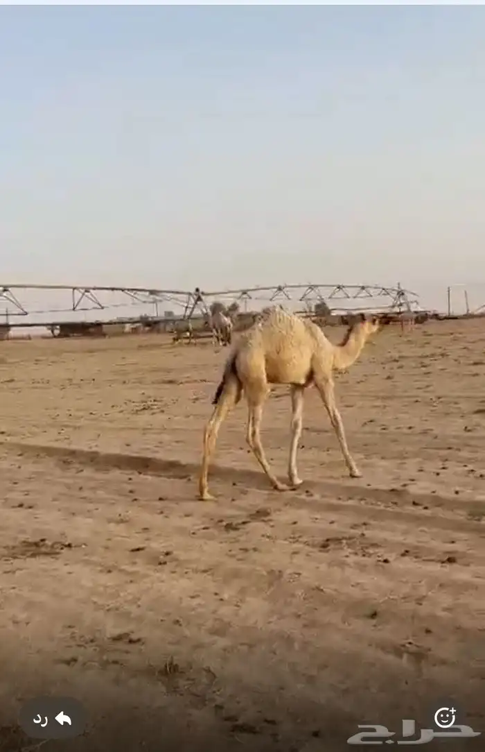 القرنة 2