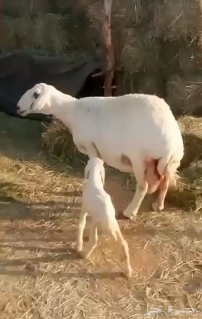 حريه متتبع فاخره 4