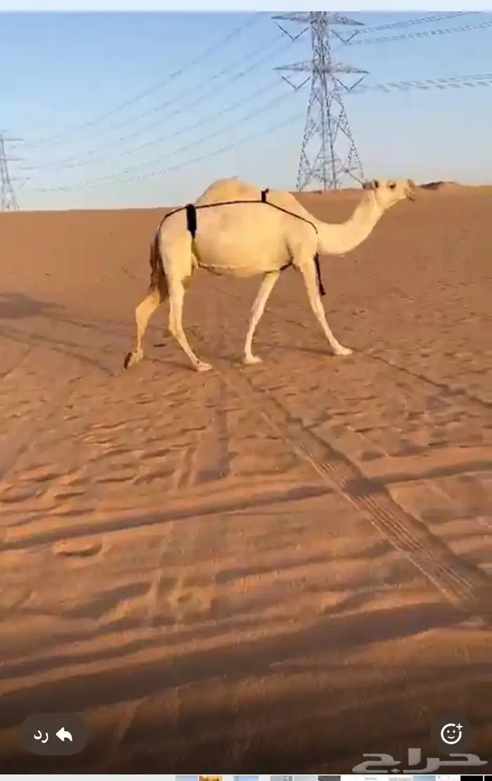 القرنة 0