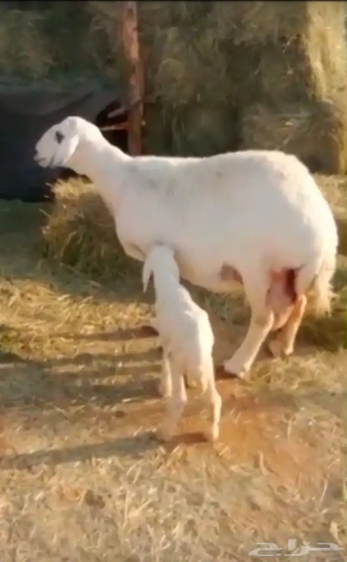 حريه متتبع فاخره 1