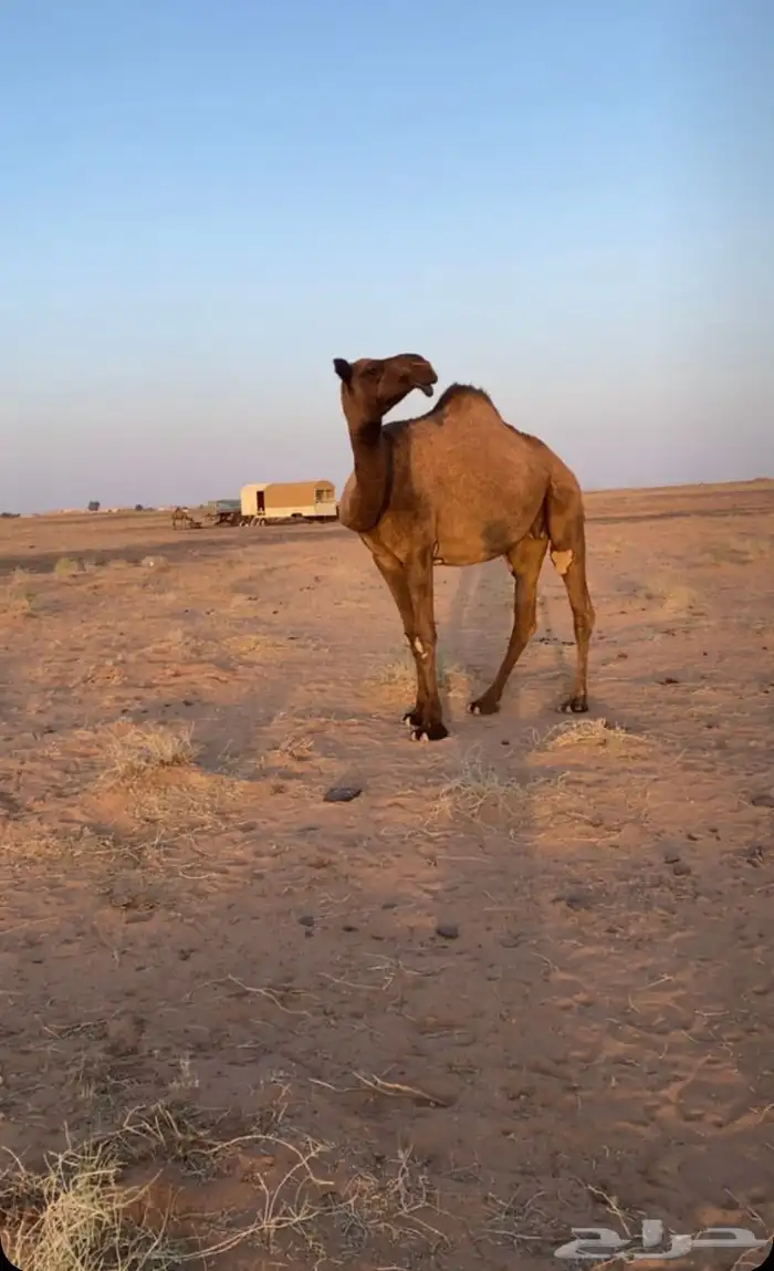 ضريبه صفراء 0