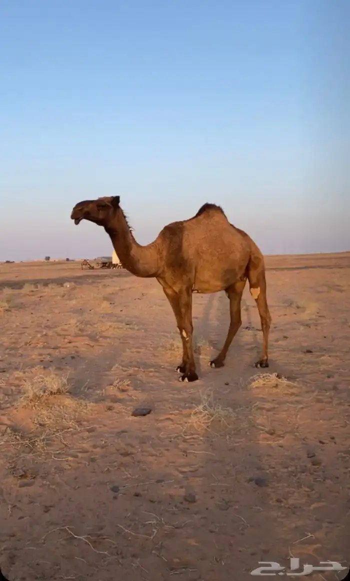 ضريبه صفراء 1