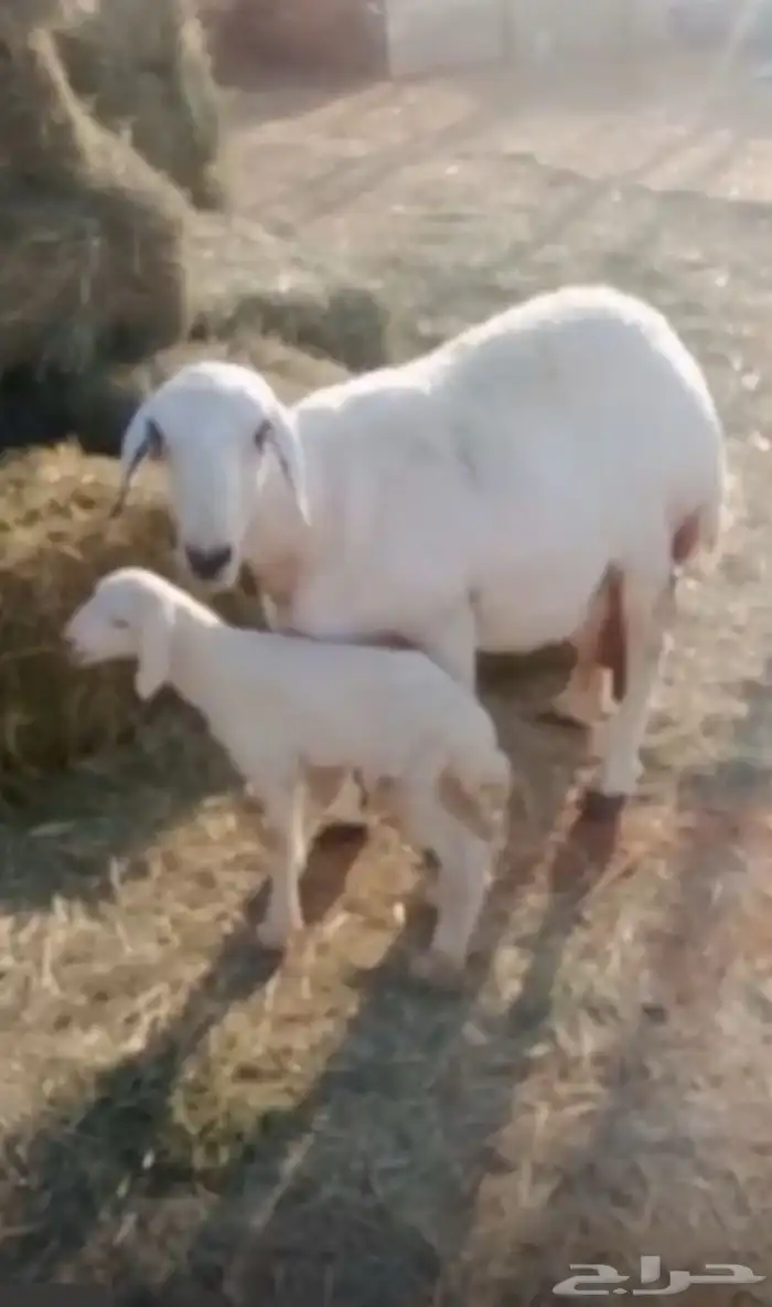 حريه متتبع فاخره 2