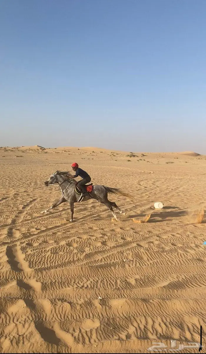 حصان شعبي 1