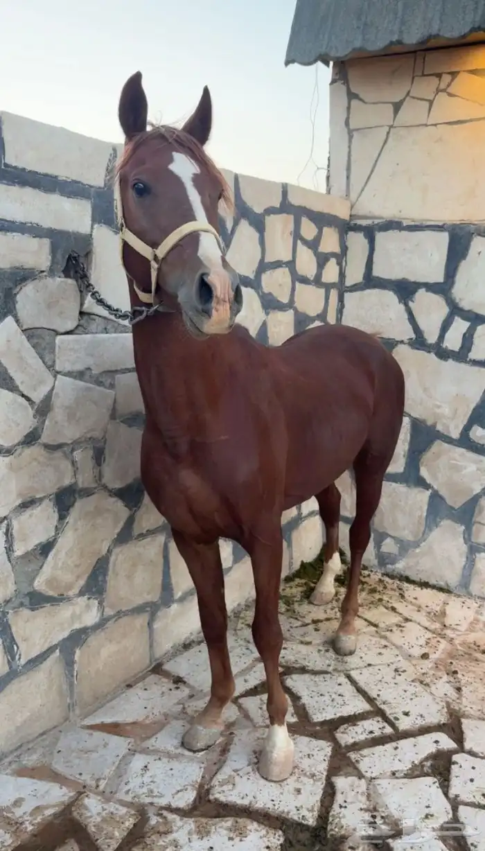 حصان شعبي حار جدا  و العمر 3 ونص ولا يشتكي من شي شرط 0