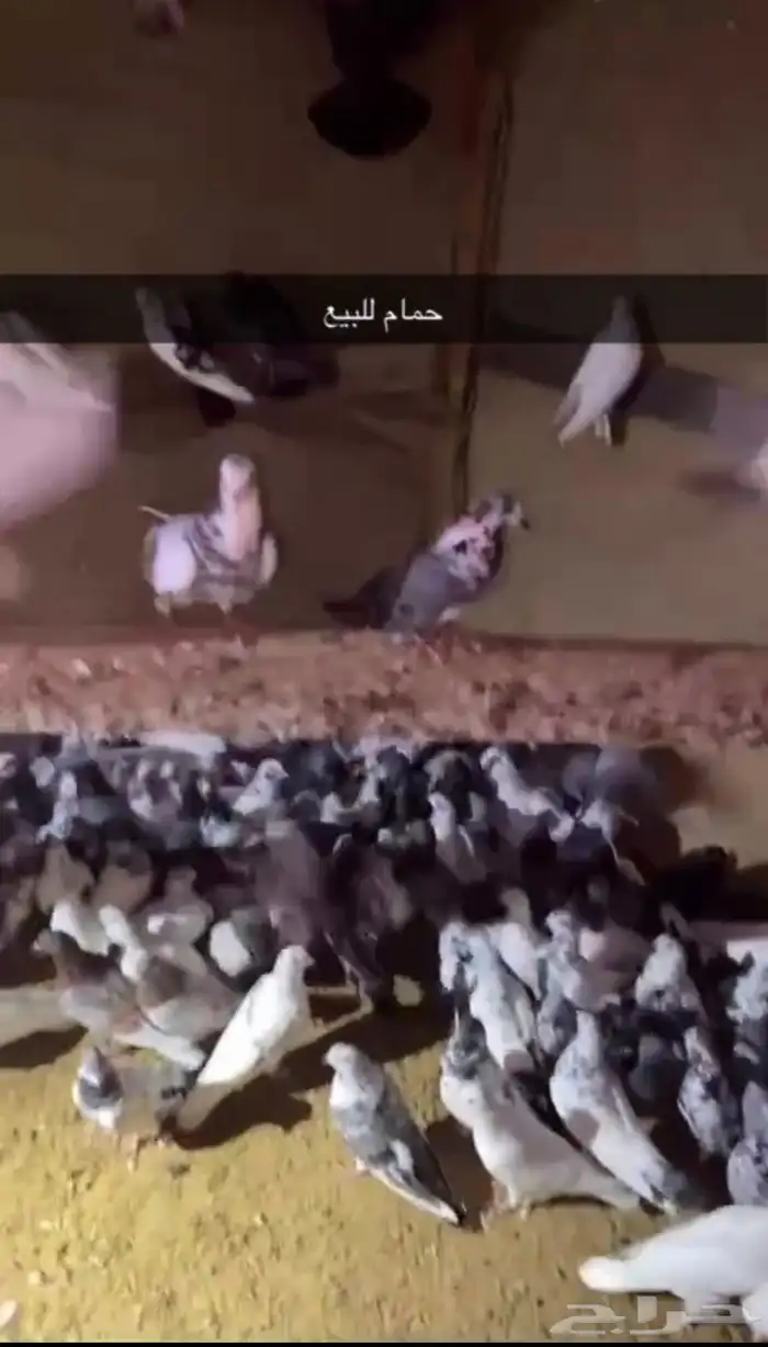 بلدي للبيع 0