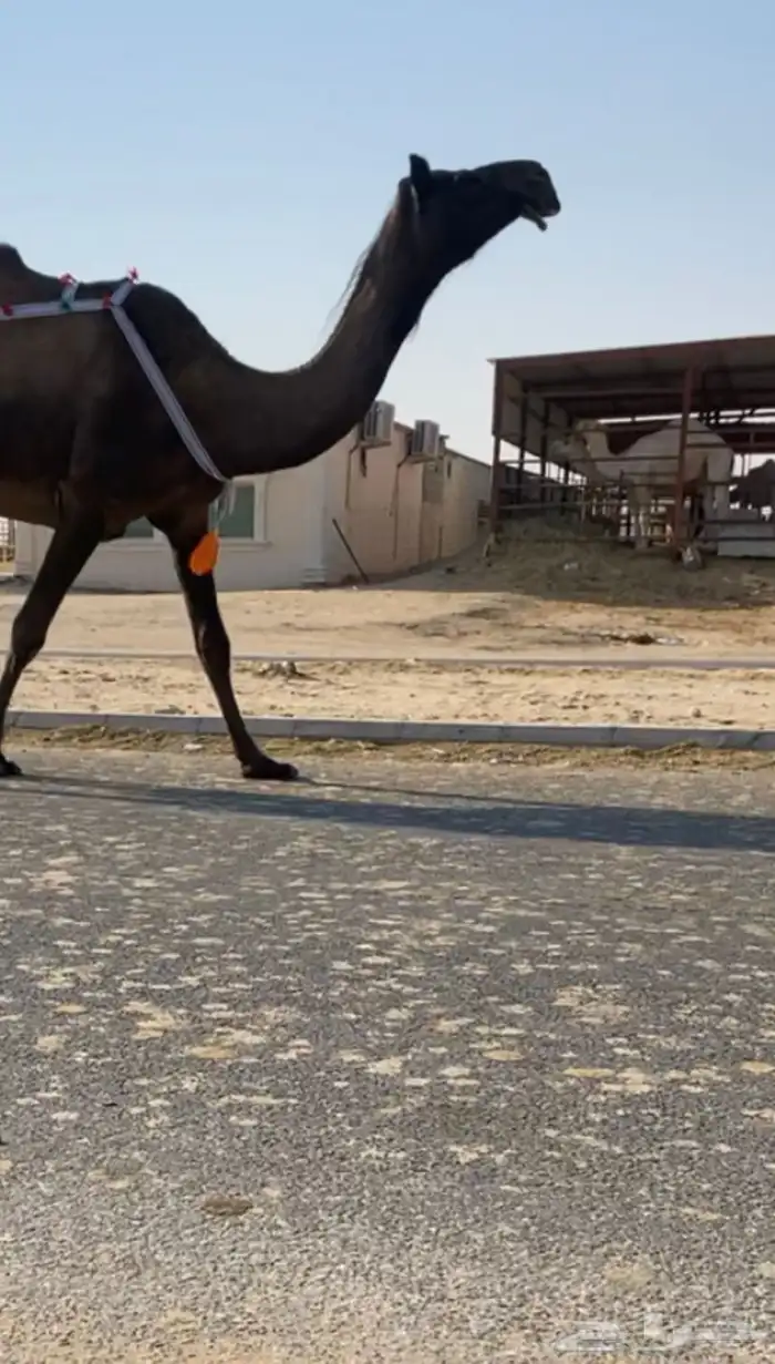 عشراء 0
