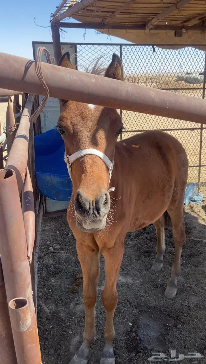 للبيع حصان 1