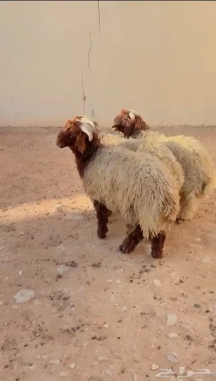 طليان نعيم الرياض حي الشفاء أي مكان نوصل فيه ذبح باقي 3 فقط 1