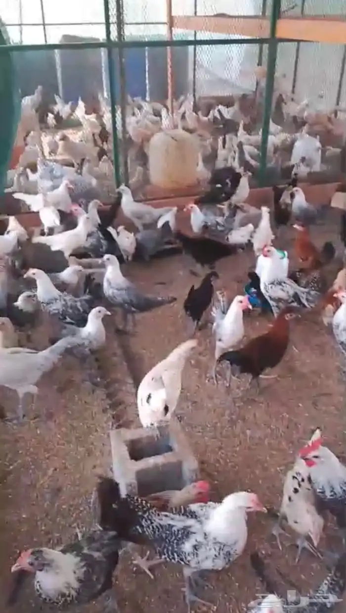 مشكل عربي فيومي فرنسي 2