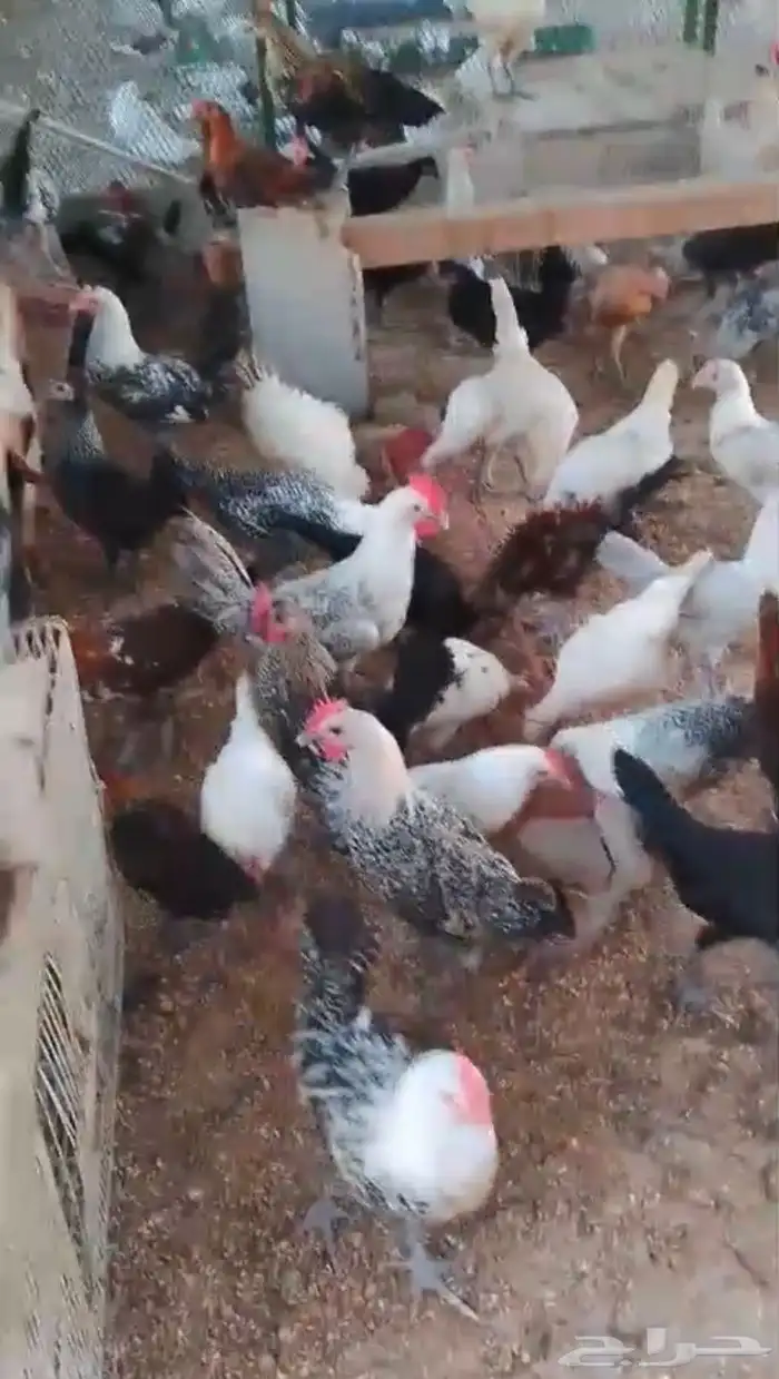 مشكل عربي فيومي فرنسي 1