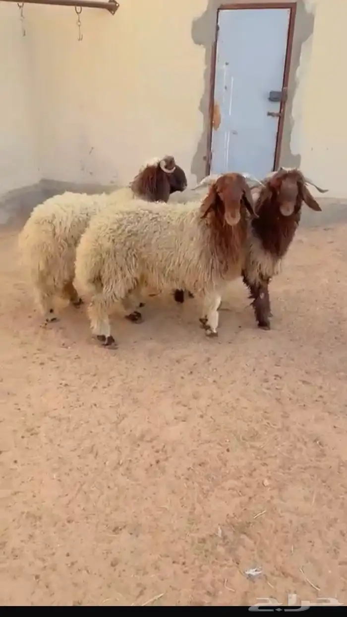 طليان نعيم الرياض حي الشفاء أي مكان نوصل فيه ذبح باقي 3 فقط 0