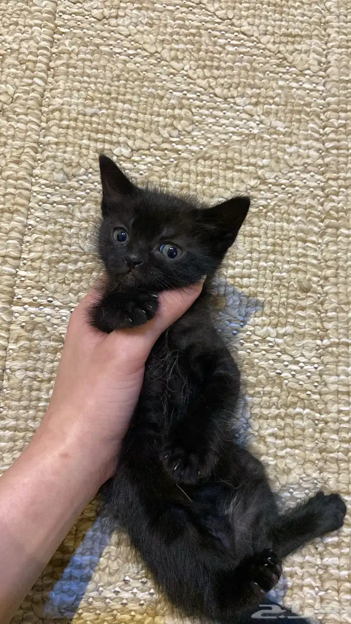 كتن صغيره للتبني 0