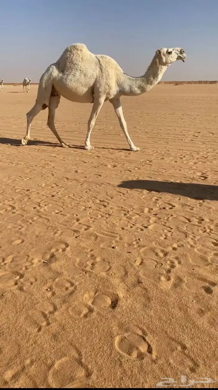 ضروبة كفو باتلية ام ثاني مصعد ب ثالثها والناقة كفو جدا 0