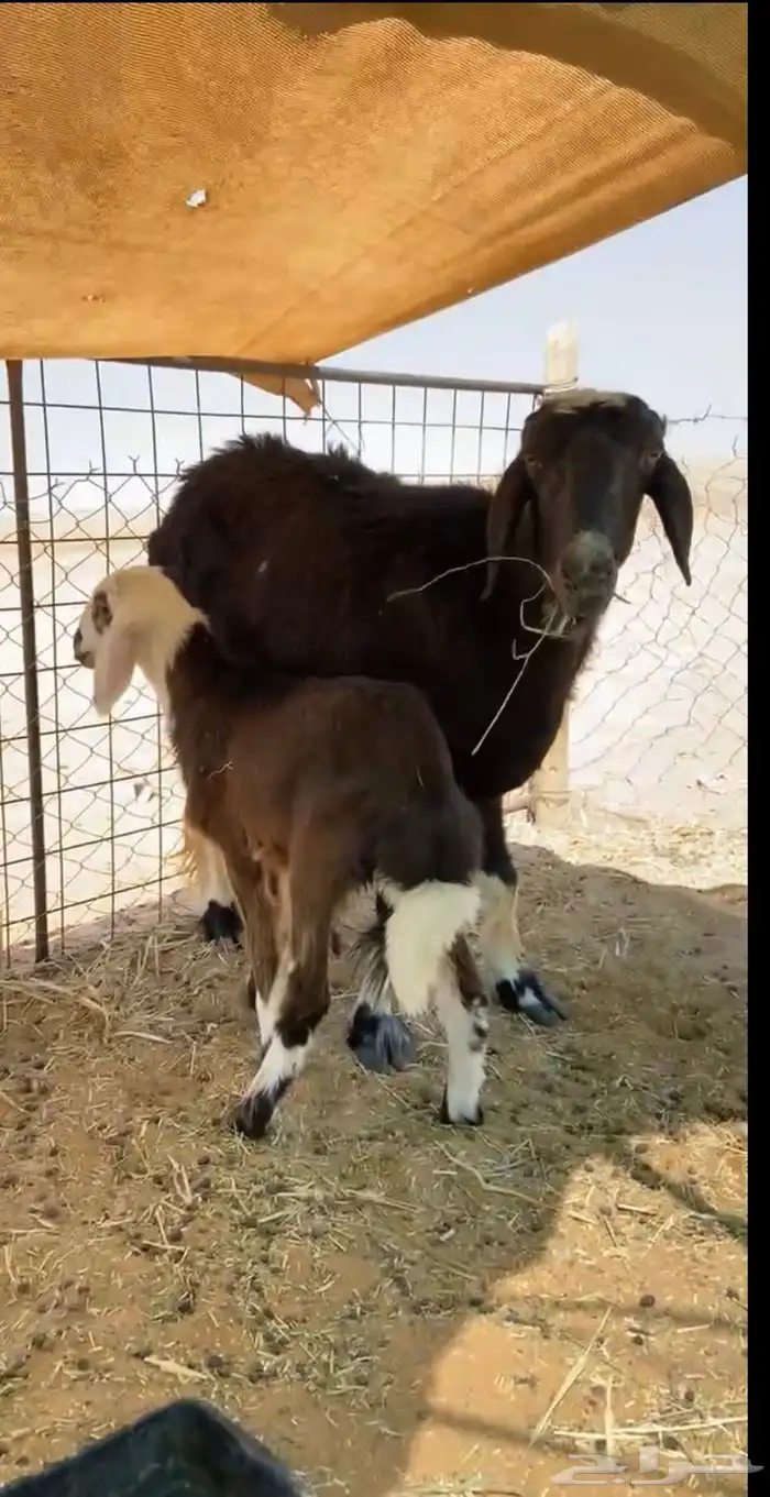 للبيع خلفه مهجنه تحته خروف سنه سديس او تام 3