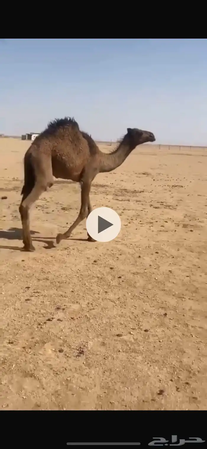 حوار للبيع 1
