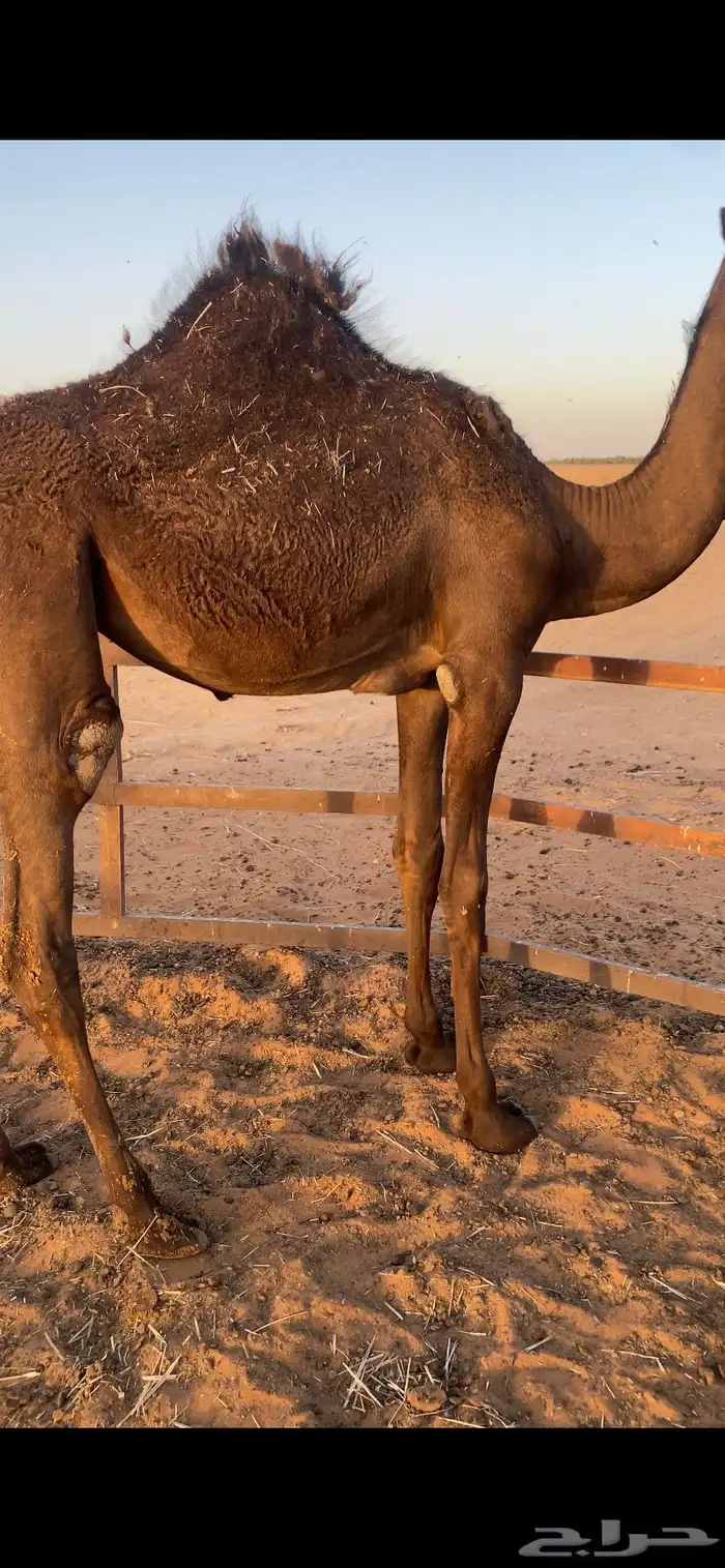 بكره فل شحم 2