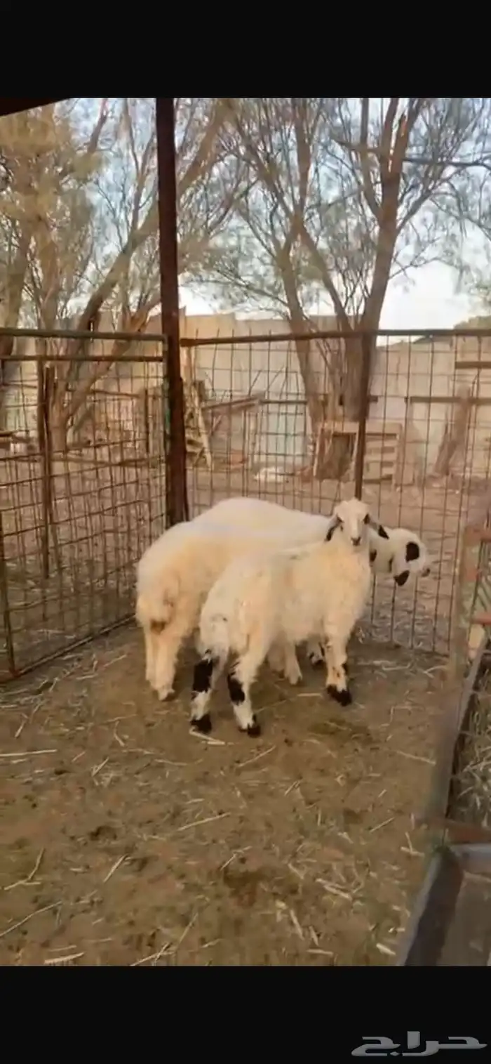 3 رخال هجين حري بنعيم للبيع 0