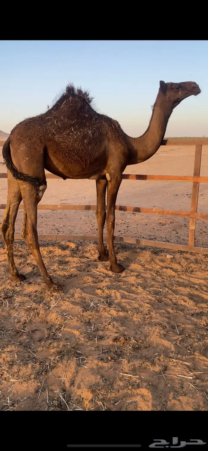 بكره فل شحم 0