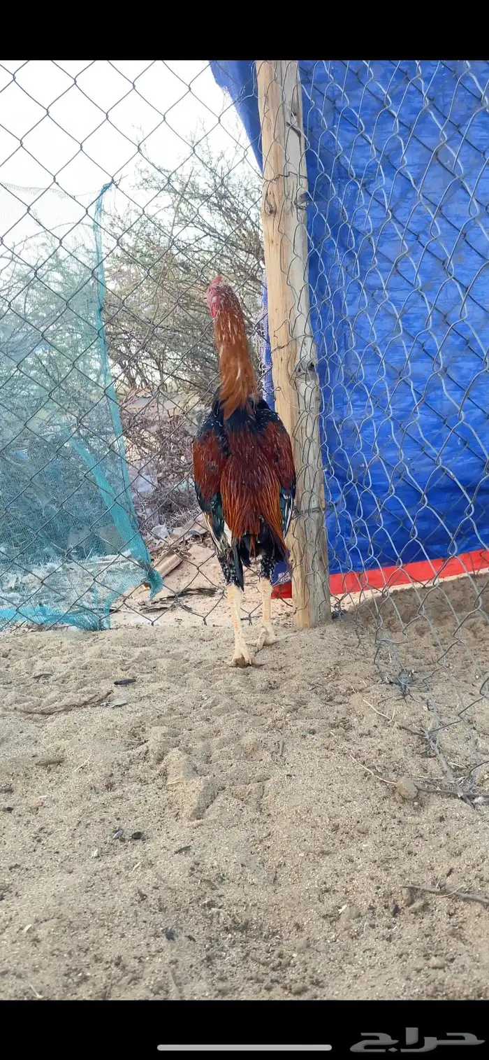 ديك سندي تم البيع 1