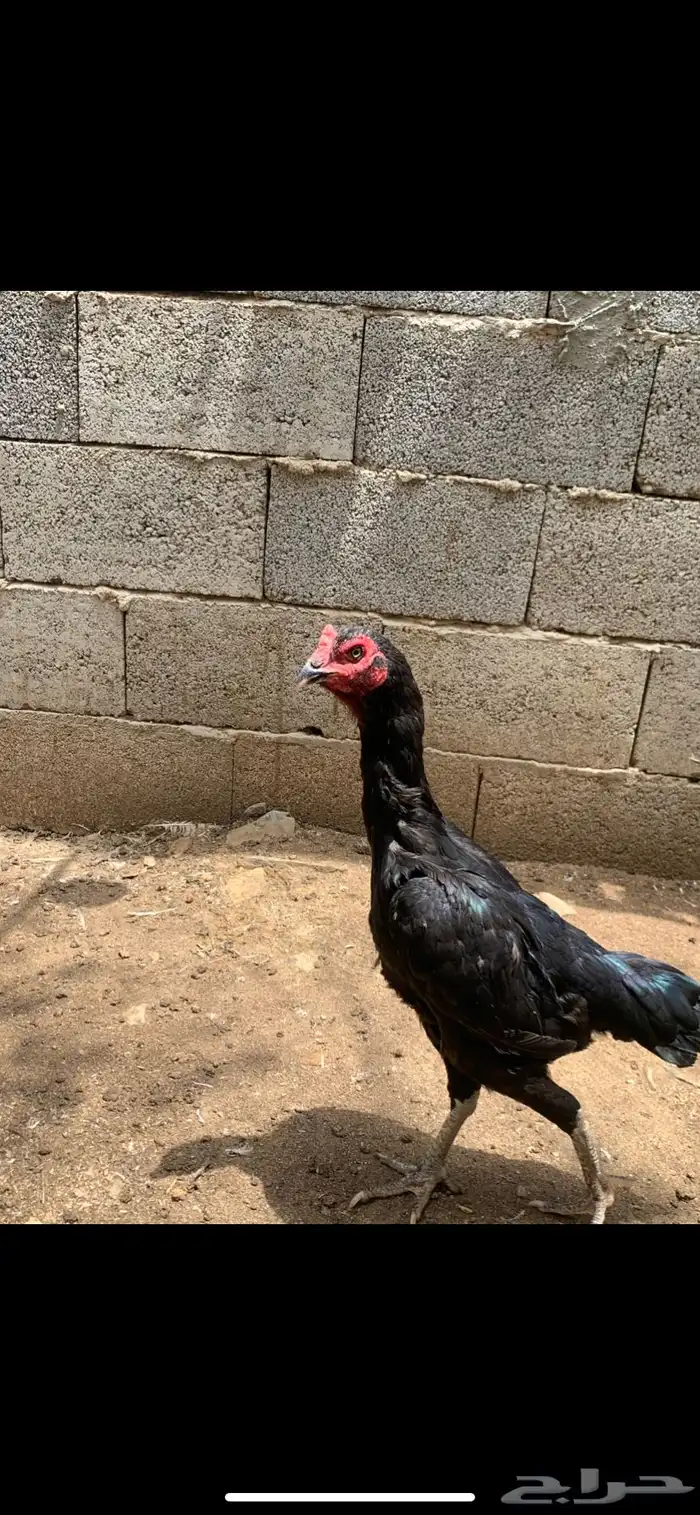 زوج دجاج شامو فاخر 2