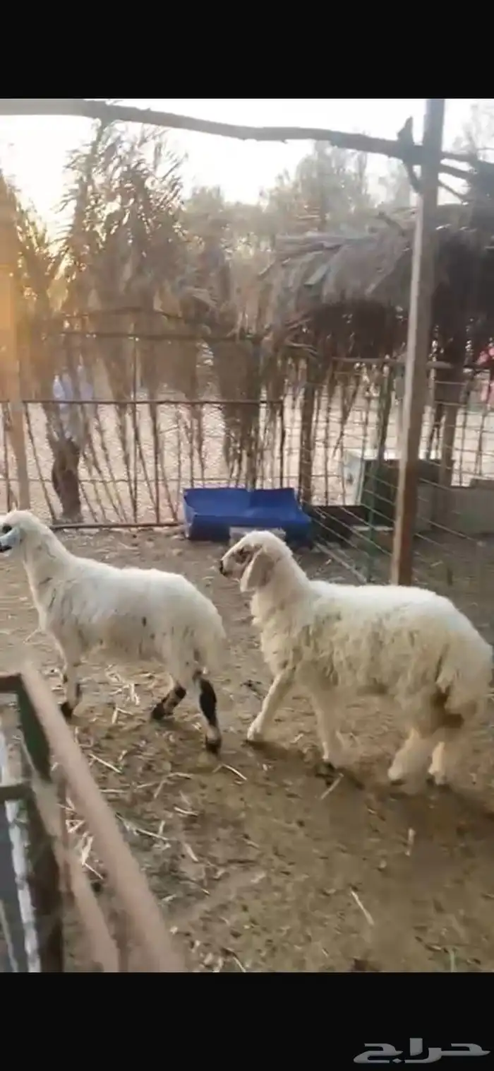 3 رخال هجين حري بنعيم للبيع 1