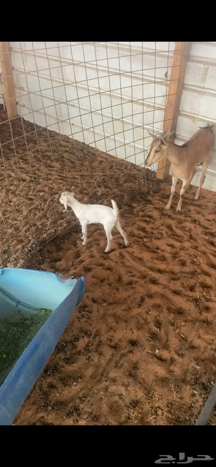ماعز هجين 2