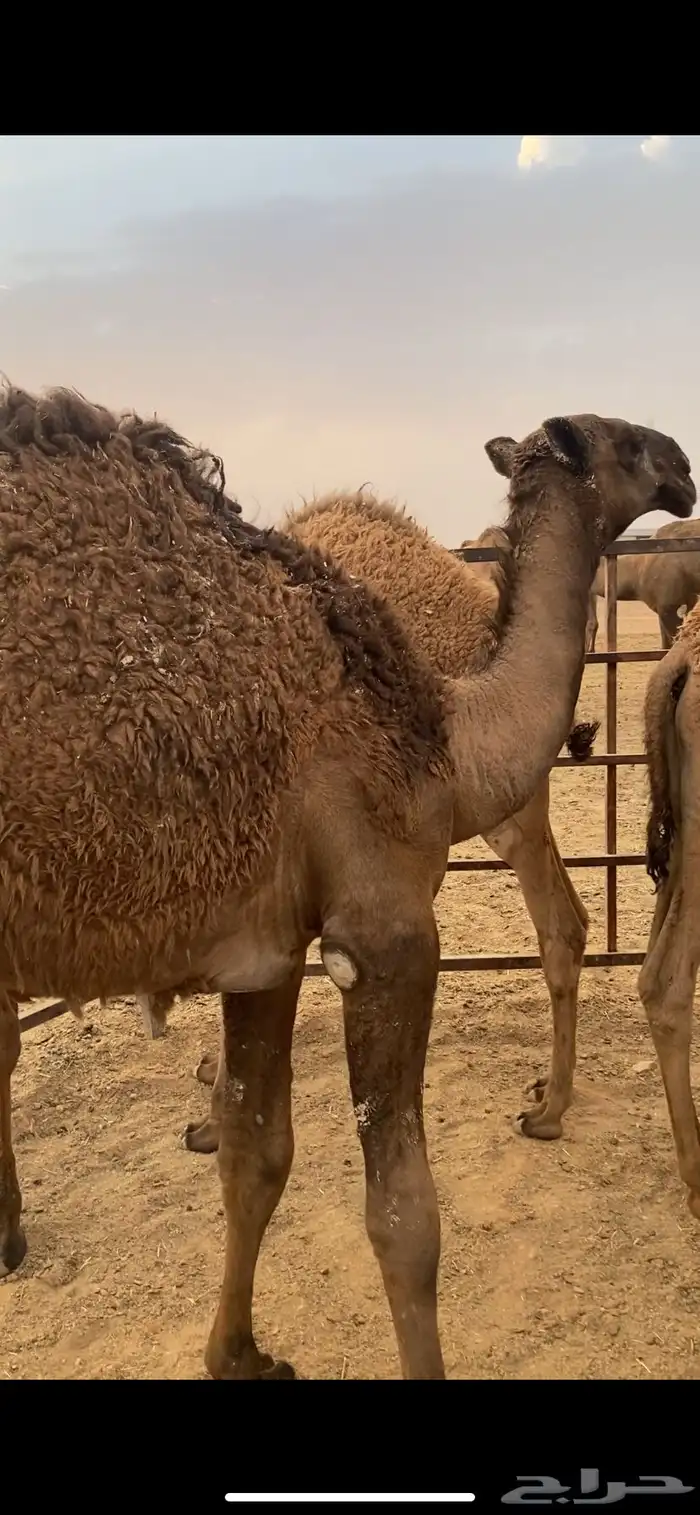 قعود مشروع فحل دبياني 2