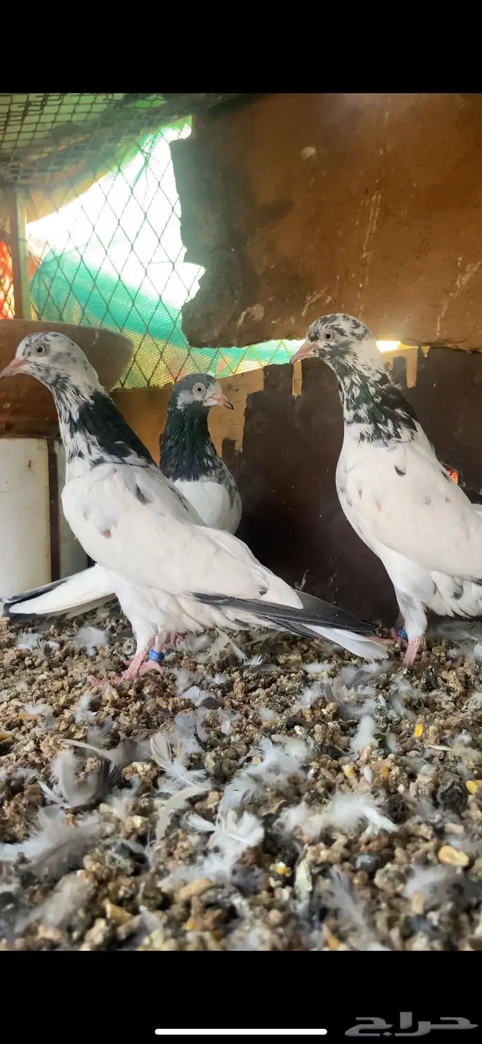 حمام باكستاني 3