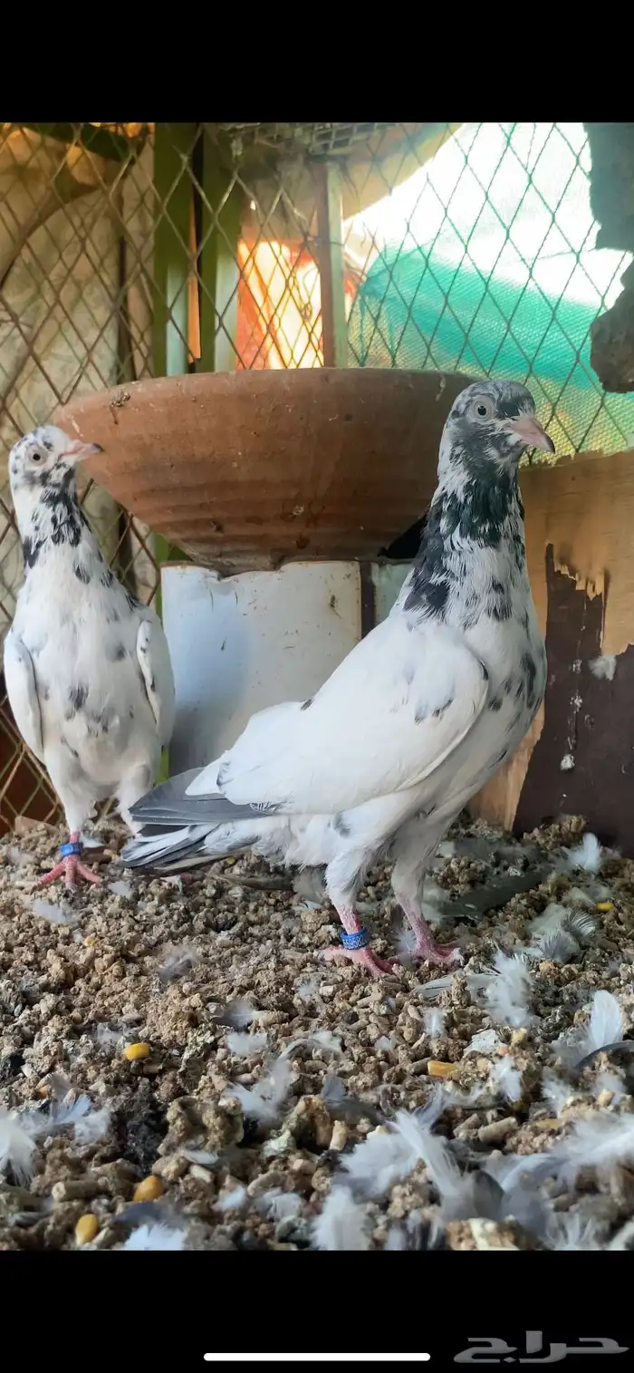 حمام باكستاني 9