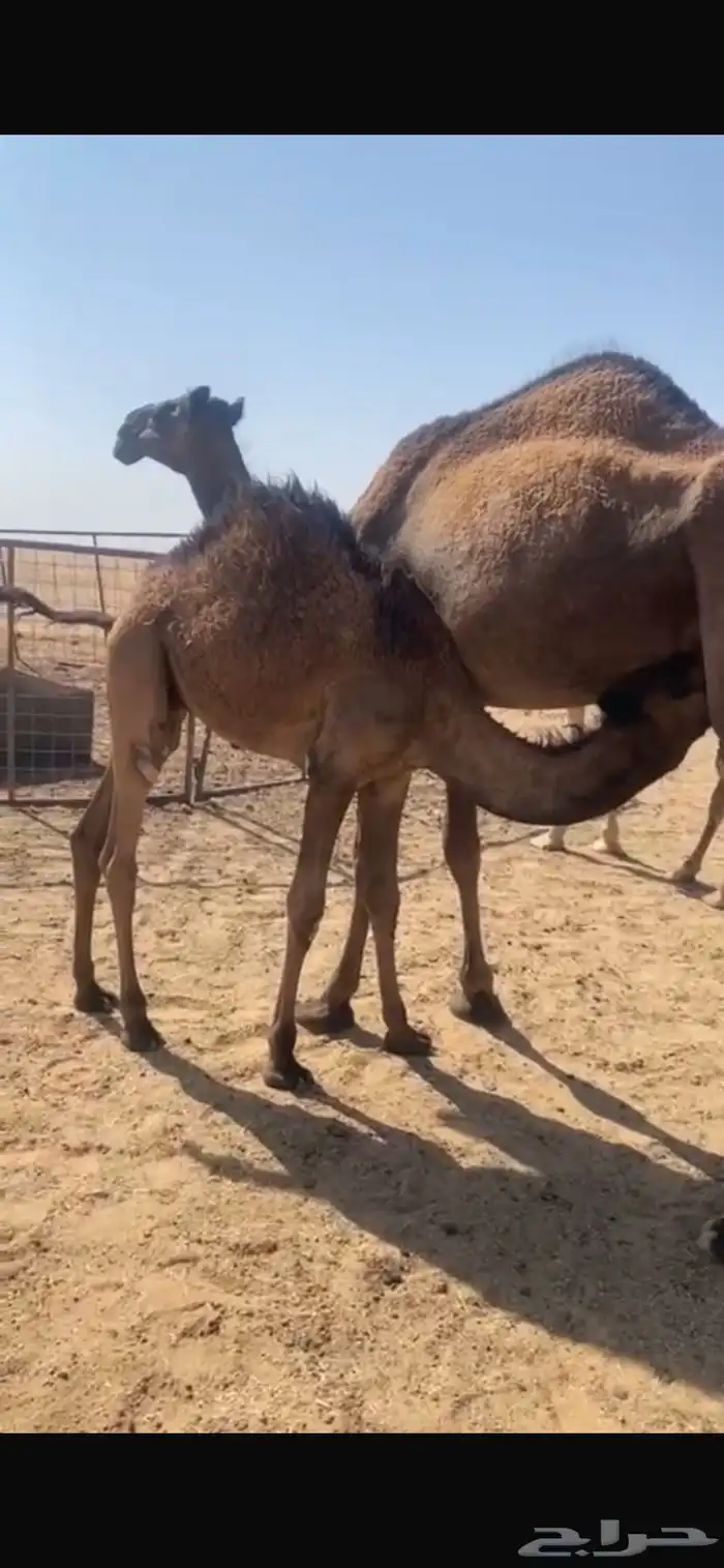 حوار للبيع 3