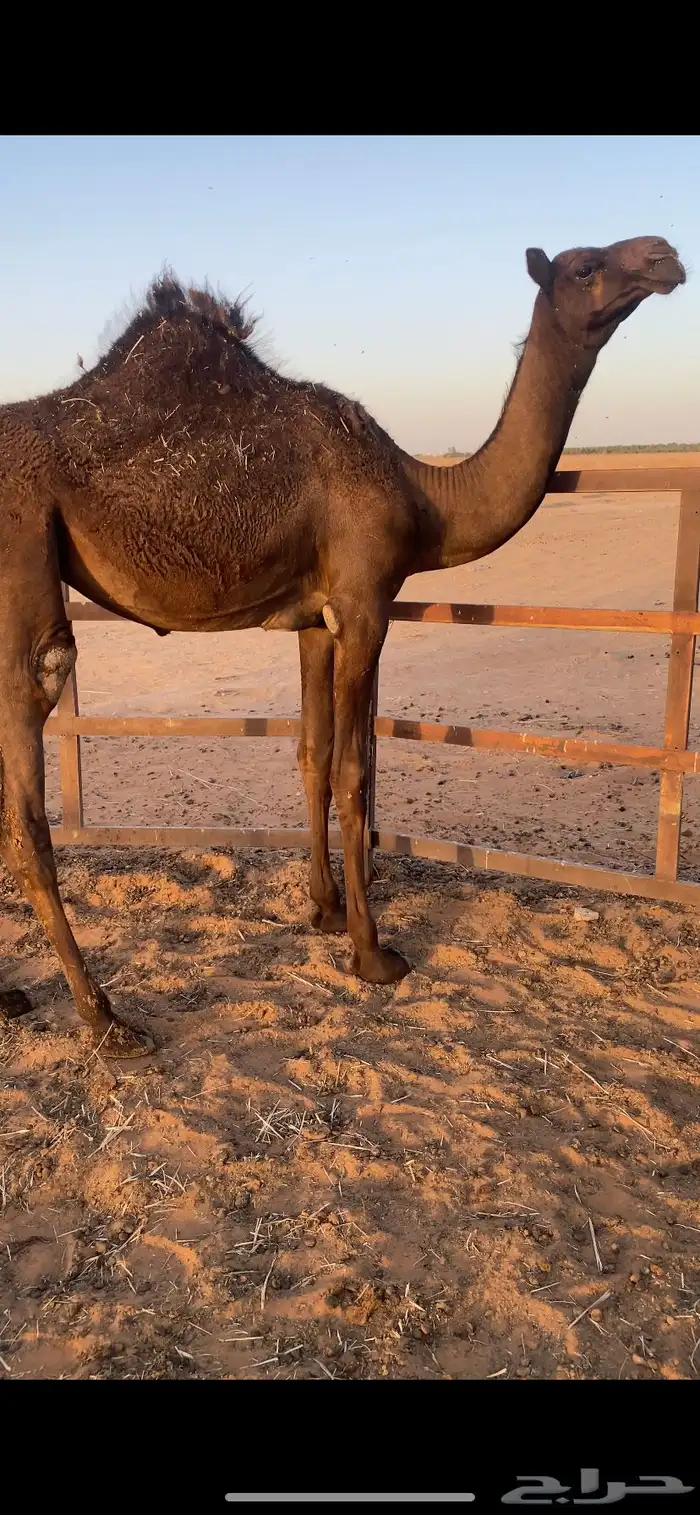 بكره فل شحم 3