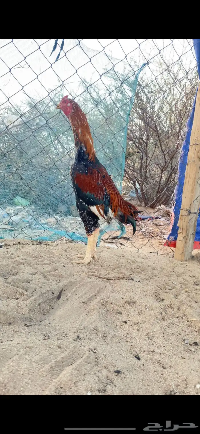 ديك سندي تم البيع 2