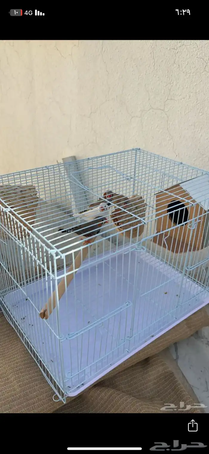 طيور زيبرا 0