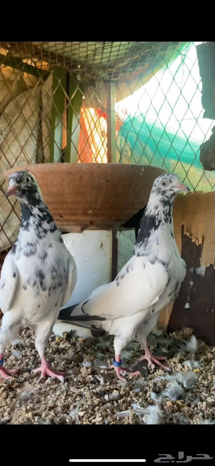 حمام باكستاني 4