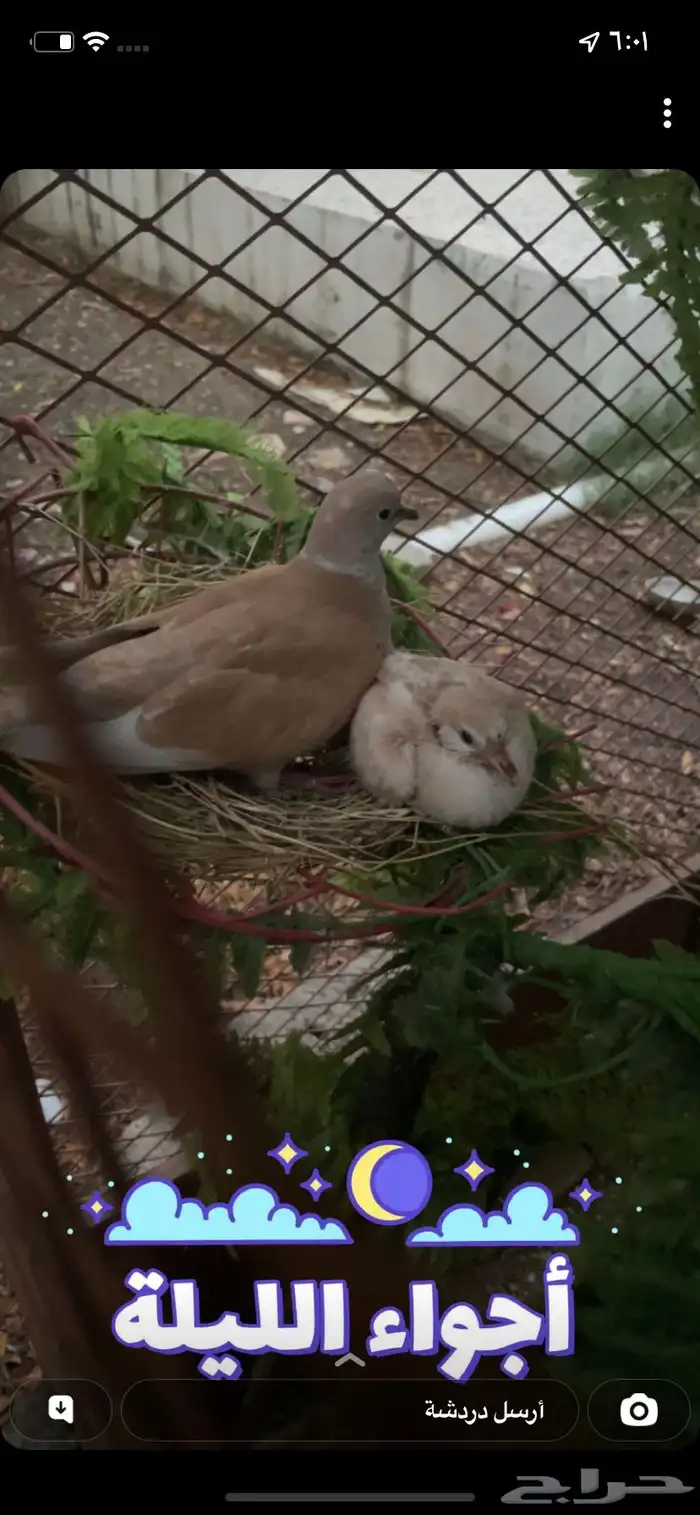 قماري هولندي للبيع 1