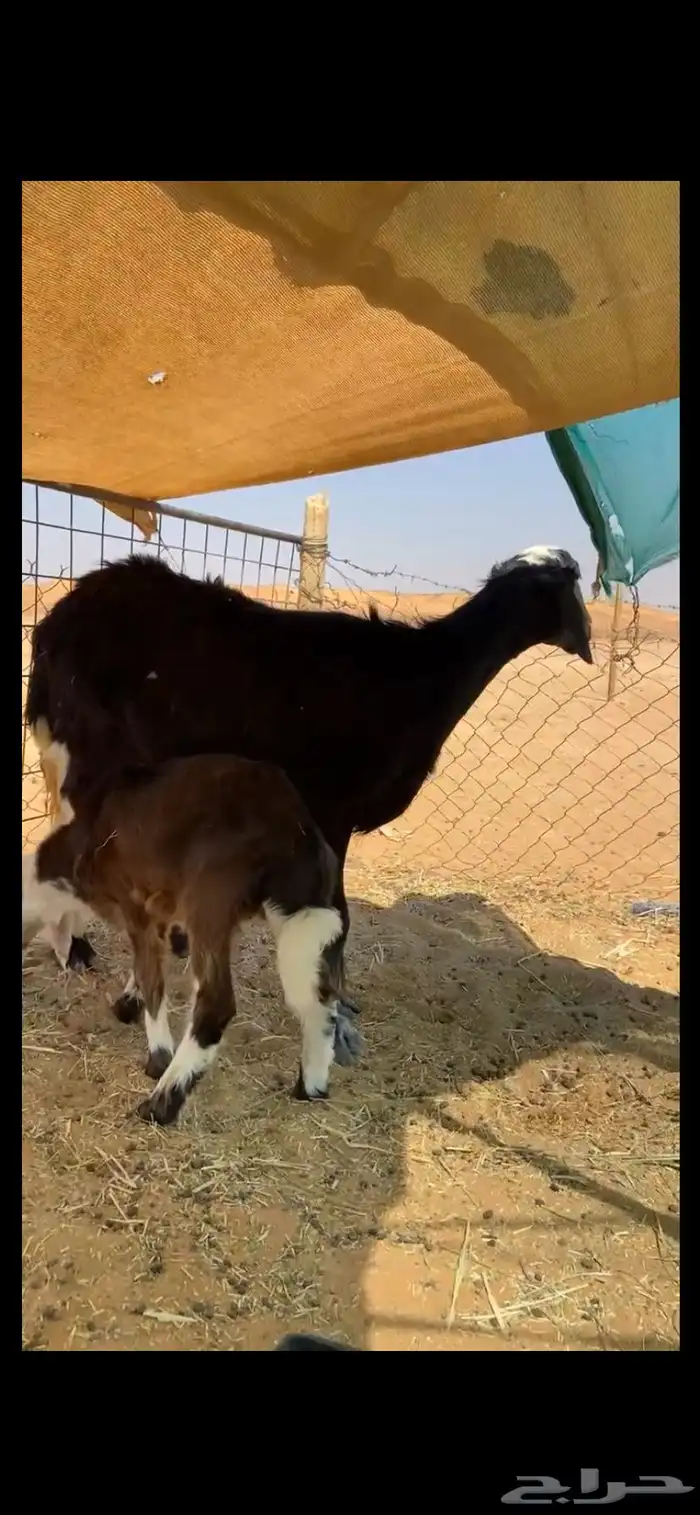 للبيع خلفه مهجنه تحته خروف سنه سديس او تام 2