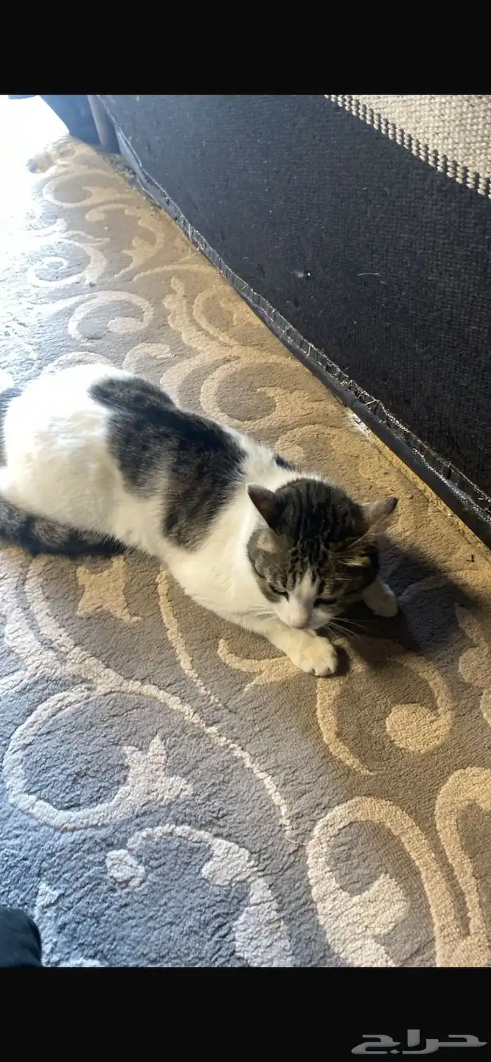 قط للبيع نفتح السوم الموقع النعريه بدون توصيل 0