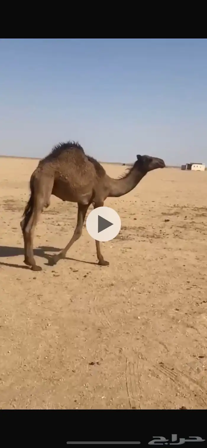 حوار للبيع 0