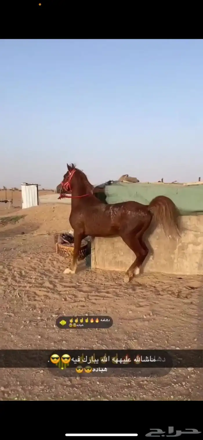 حصان شعبي حار جدا  و العمر 3 ونص ولا يشتكي من شي شرط 1
