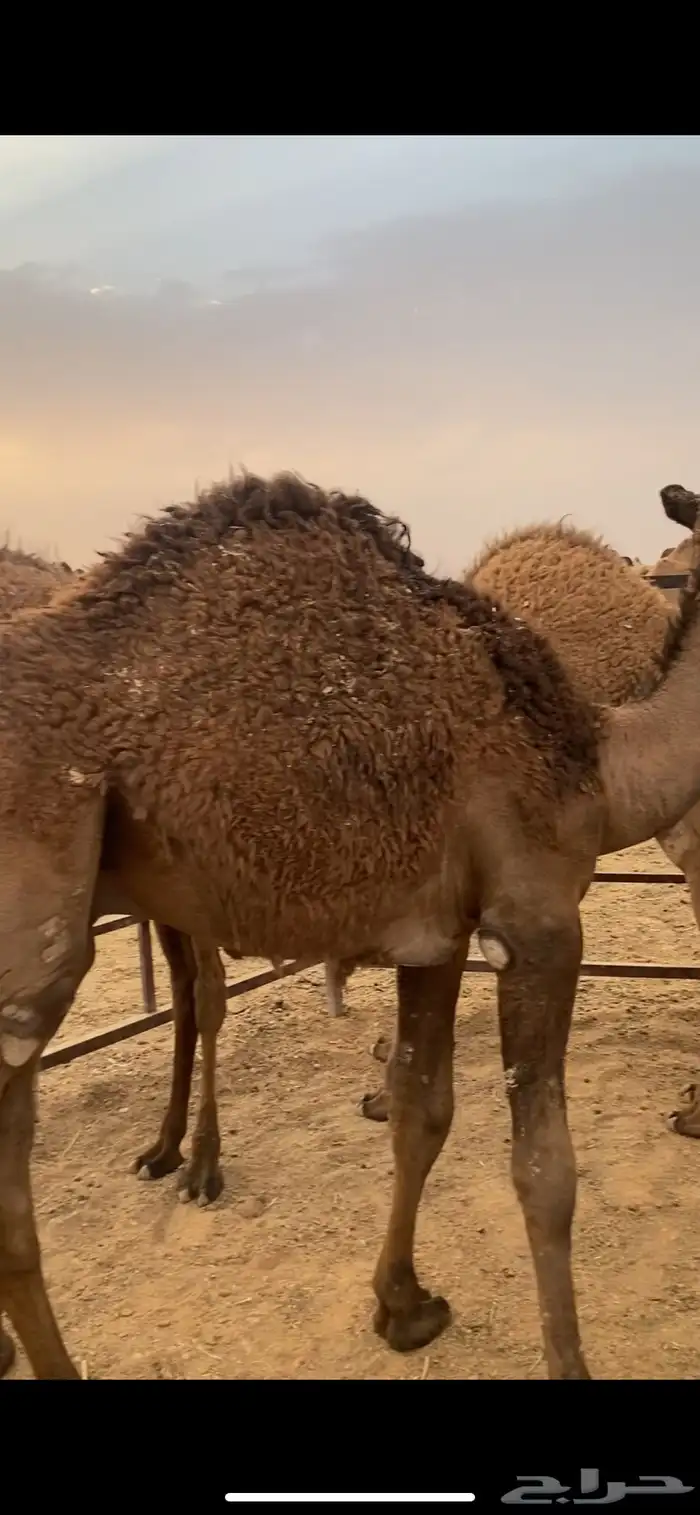 قعود مشروع فحل دبياني 3