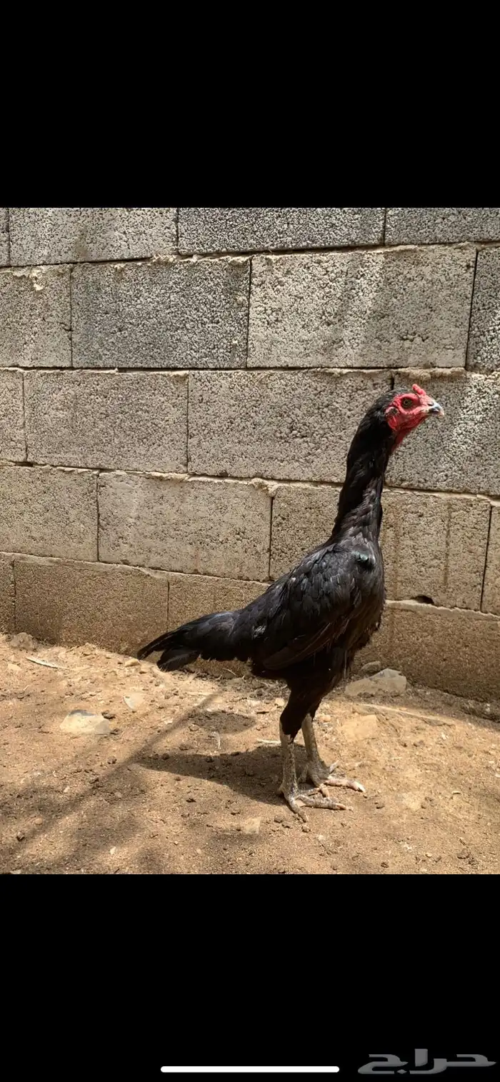 زوج دجاج شامو فاخر 3